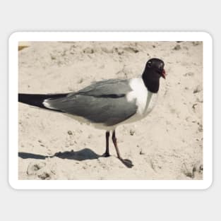Beautiful photograph of a funny seagull Sticker